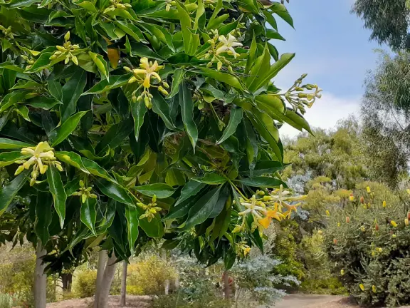 Lovely stroll past many different types of trees blossoming with seeds and flowers.