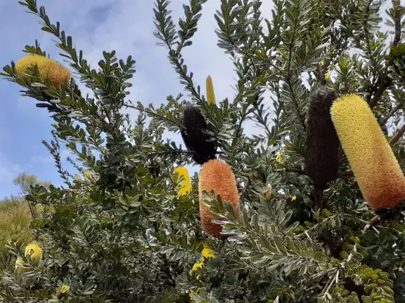 Bottle brush flowers. 