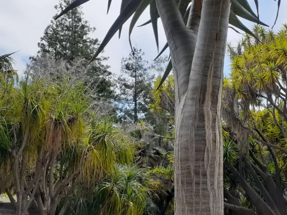 Lovely stroll past many different types of trees blossoming with seeds and flowers.