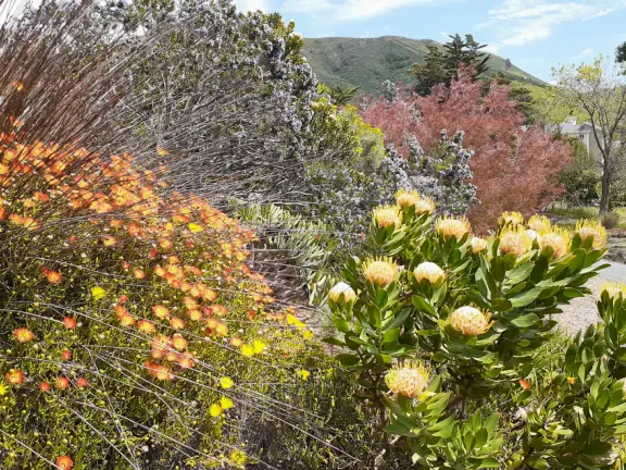Lovely stroll past many different types of trees blossoming with seeds and flowers.