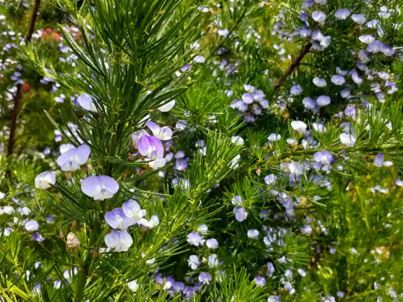 Lovely stroll past many different types of trees blossoming with seeds and flowers.