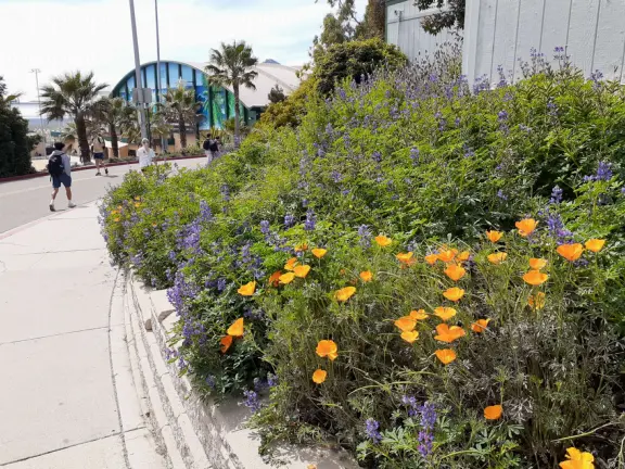 Hilly, sunny campus with tall, impressive trees and green lawns. A hands-on learning university.