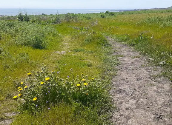 A memorable walk is along the clifftop trail at Estero Bluffs, with the wide open spaces, beach below with shiny green agate rocks, and shipwreck!