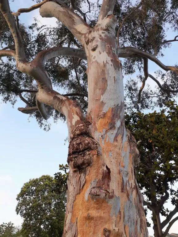 Gorgeous park with grand trees and huge playground.