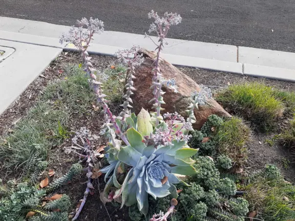 Narrow tree-lined streets in the Anholm District with historic houses and views of Madonna Mountain and Bishop Peak, and a sweet deli.