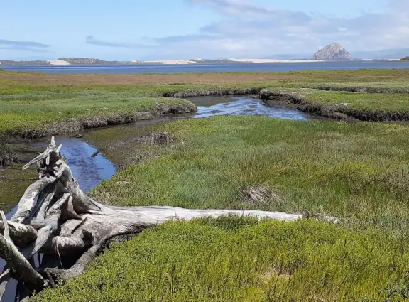 A magical clear pond with tadpoles and ducks, healthy eucalyptus trees with big leaves, winding salt marsh, and boardwalk.
