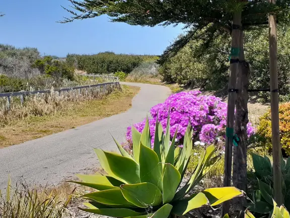 Lovely 0.7 mile walking path through the dunes filled with sage and flowers, past a playground, and behind some houses. Possible 3 mile walk, if you connect to Embarcadero.