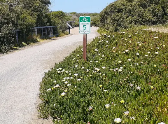 Yellow ice plant along the bike path. 