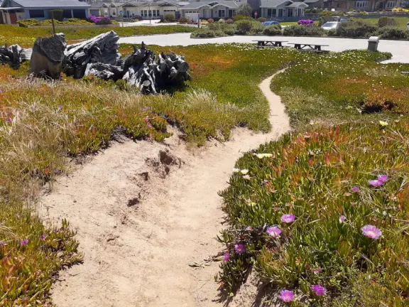 Wonderful wide and secluded beach, with sand dollars galore, and views of Morro Rock!