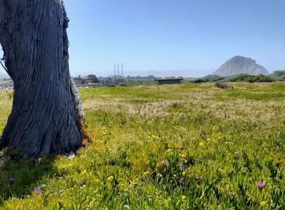 Purple and yellow flowers mixed together, like easter eggs, with Morro Rock in the distance. 