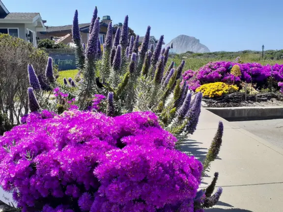 Lovely 0.7 mile walking path through the dunes filled with sage and flowers, past a playground, and behind some houses. Possible 3 mile walk, if you connect to Embarcadero.