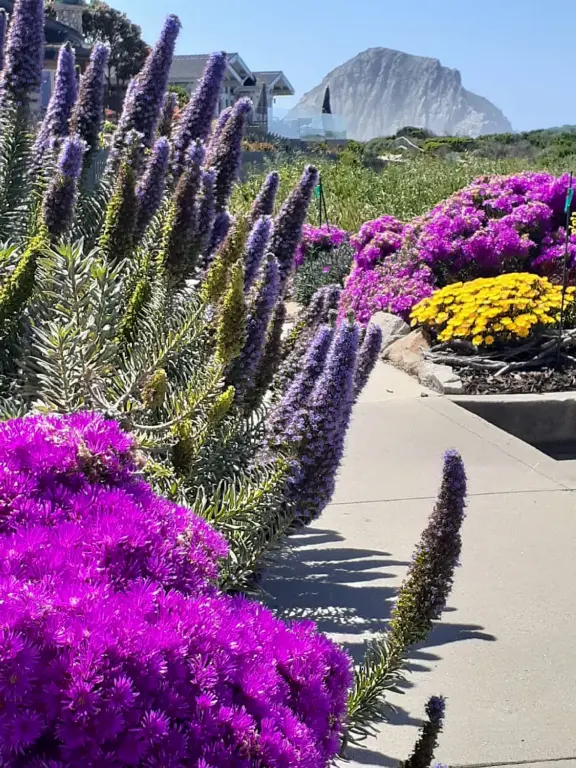 Wonderful wide and secluded beach, with sand dollars galore, and views of Morro Rock!