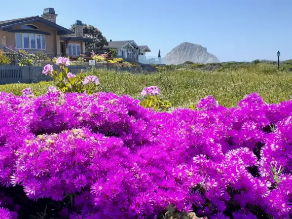 Lovely 0.7 mile walking path through the dunes filled with sage and flowers, past a playground, and behind some houses. Possible 3 mile walk, if you connect to Embarcadero.