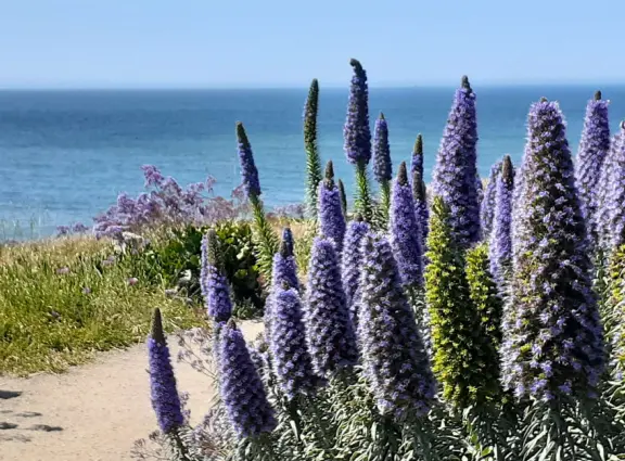 One-mile stunning walk with sweeping views of the coastline, sea stacks of all shapes, pelicans, coves, glistening water, flowers hanging off cliff faces.