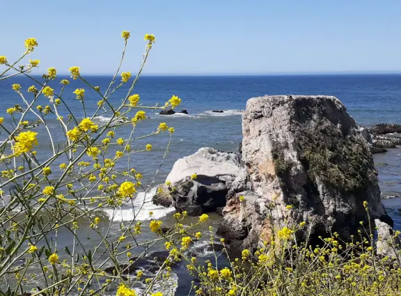 A great place to picnic or marry, with sea caves and jutting sea rocks below cliffs of hanging flowers.