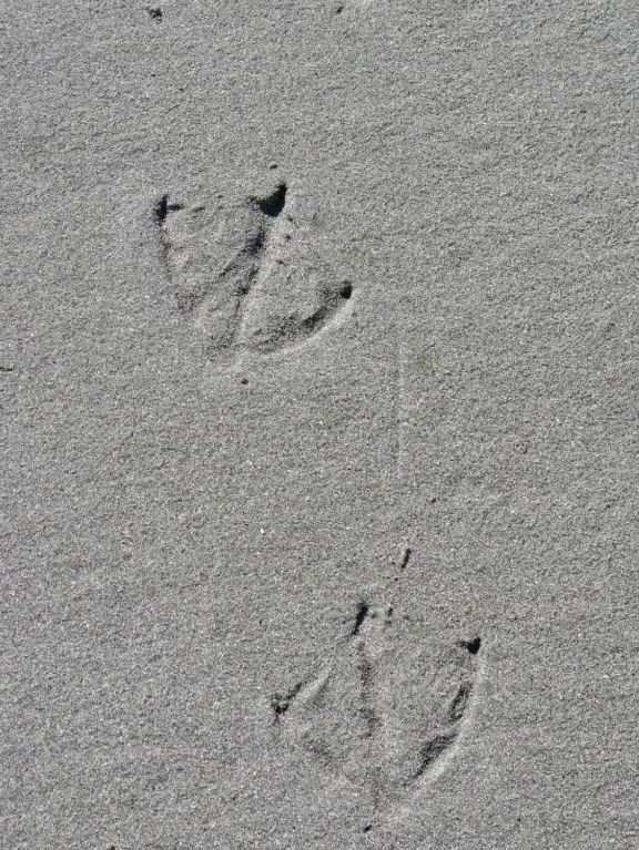 Empty no-dogs-allowed beach with cute rocky area on the left.