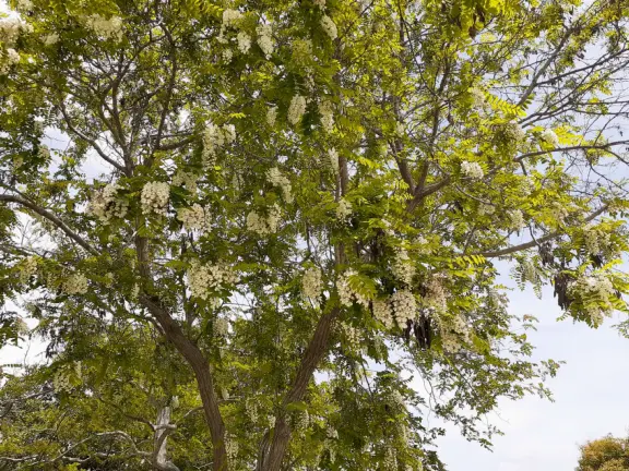 A peaceful park with a huge lawn, views of the morros, and small playground with swings.