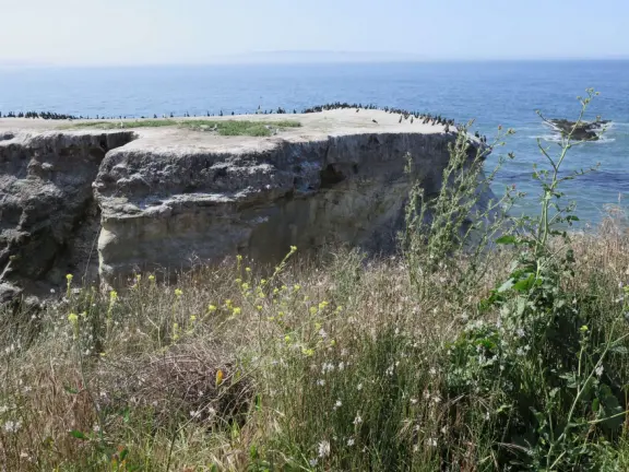 A great place to picnic or marry, with sea caves and jutting sea rocks below cliffs of hanging flowers.
