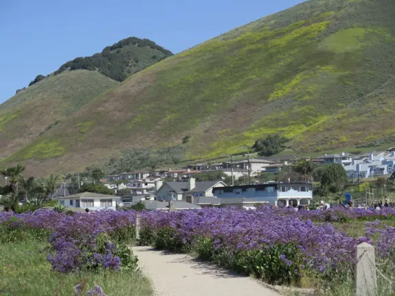 One-mile stunning walk with sweeping views of the coastline, sea stacks of all shapes, pelicans, coves, glistening water, flowers hanging off cliff faces.
