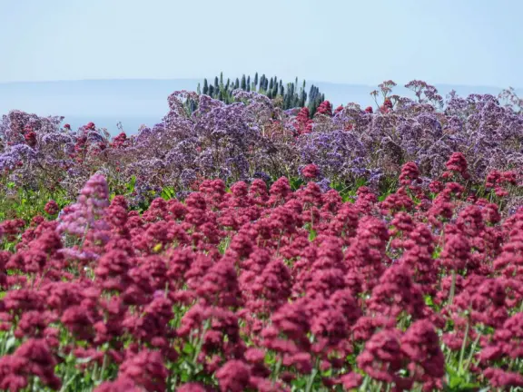 One-mile stunning walk with sweeping views of the coastline, sea stacks of all shapes, pelicans, coves, glistening water, flowers hanging off cliff faces.