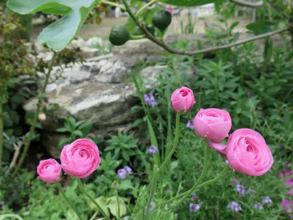 Walk the secret garden, plus admire the ranunculus flowers at the Madonna Inn entrance door in springtime, or swing, line, and ballroom dance on the fancy dance floor to live music most nights!