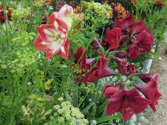 Walk the secret garden, plus admire the ranunculus flowers at the Madonna Inn entrance door in springtime, or swing, line, and ballroom dance on the fancy dance floor to live music most nights!