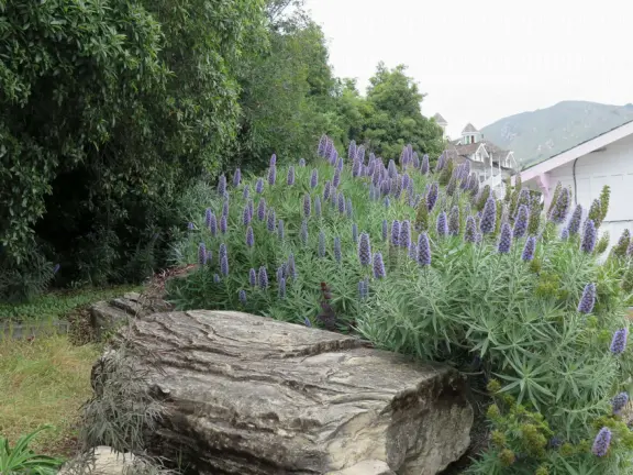 Purple flowers and a rock, with the hotel rooms in the distance. 