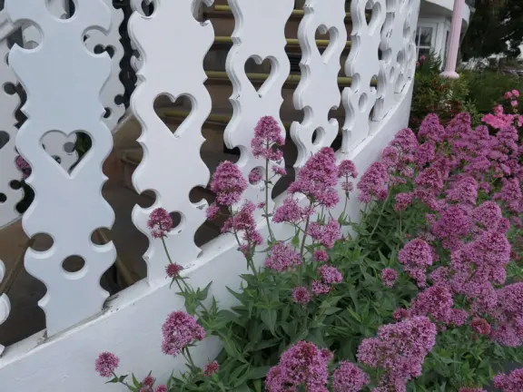Purple flowers and railing carved with hearts. 