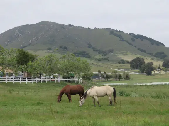 Walk the secret garden, plus admire the ranunculus flowers at the Madonna Inn entrance door in springtime, or swing, line, and ballroom dance on the fancy dance floor to live music most nights!