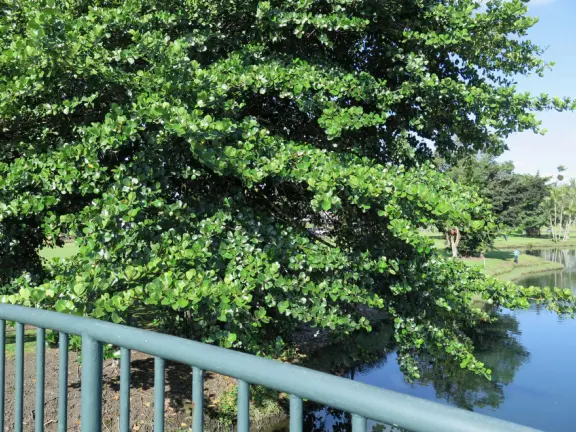 Beautiful statue backed by trees, with fruit and flower offerings below it. Huge lawn, narrow paths, picnic tables, and pedestrian bridge to Wailoa River State Park.