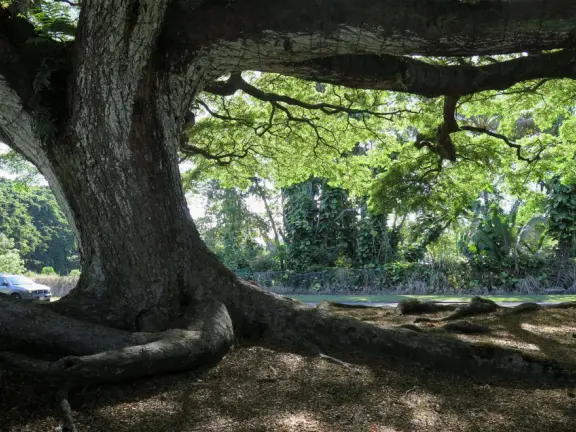 Green, green&nbsp;gardens with Japanese bridges and ponds, and views of silvery Hilo Bay and Mauna Kea.