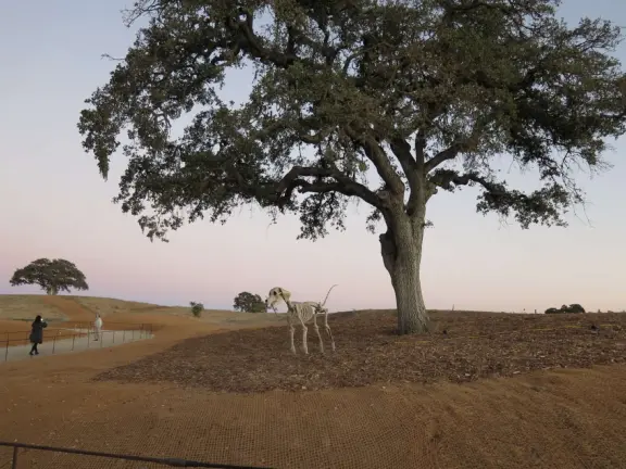 A wonderful exhibit on acres of undulating hills, with a field of lights resembling a flower field, and metal sculptures making patterns of light.