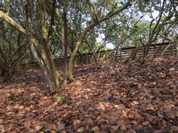 An abundance of seagrape leaves, golden on the ground. 