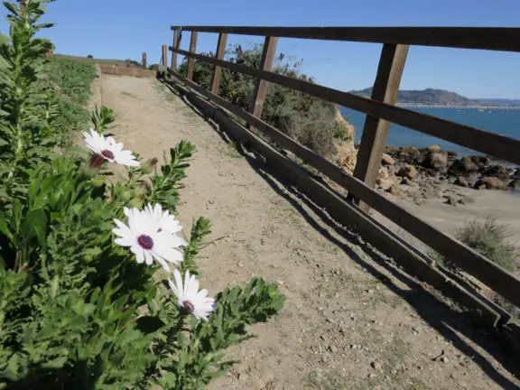 Flowers along the path down to the beach. 