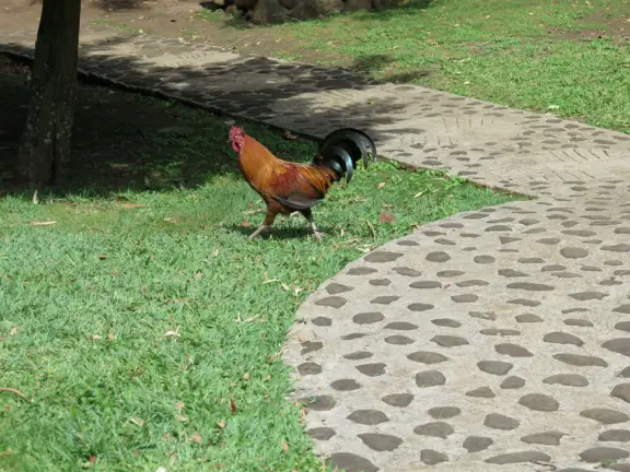 A gorgeous public garden under high mountain ridges, with dwellings representing the many cultures that are found in Maui: Portuguese, Chinese, Japanese, Filipino, Hawaiian, and New England.
