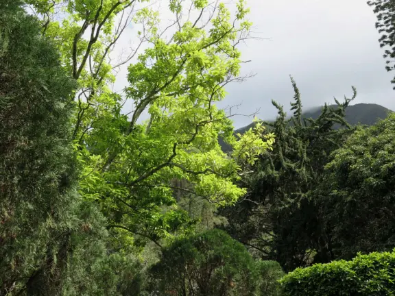 A gorgeous public garden under high mountain ridges, with dwellings representing the many cultures that are found in Maui: Portuguese, Chinese, Japanese, Filipino, Hawaiian, and New England.