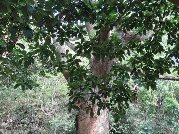 At Iao Valley State Park, the upper path takes you to views of Iao Needle, and the lower path takes you to a magical area by the stream with boulders and large tropical trees. Reservation required.
