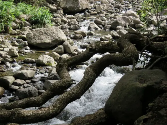 At Iao Valley State Park, the upper path takes you to views of Iao Needle, and the lower path takes you to a magical area by the stream with boulders and large tropical trees. Reservation required.