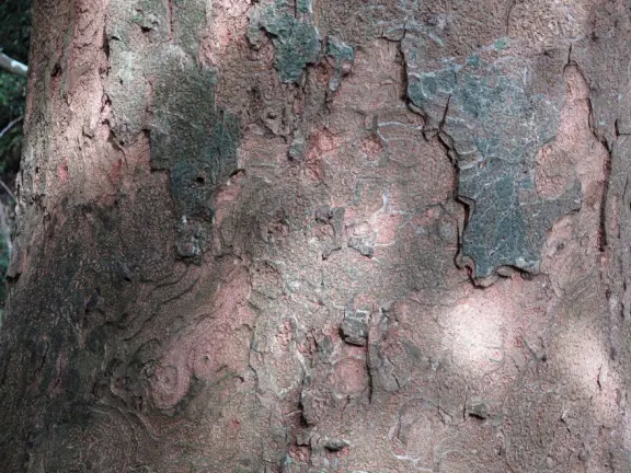 At Iao Valley State Park, the upper path takes you to views of Iao Needle, and the lower path takes you to a magical area by the stream with boulders and large tropical trees. Reservation required.