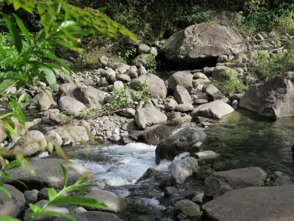 At Iao Valley State Park, the upper path takes you to views of Iao Needle, and the lower path takes you to a magical area by the stream with boulders and large tropical trees. Reservation required.