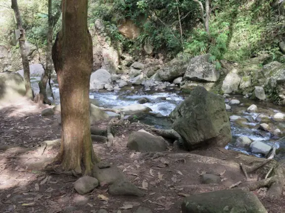 At Iao Valley State Park, the upper path takes you to views of Iao Needle, and the lower path takes you to a magical area by the stream with boulders and large tropical trees. Reservation required.