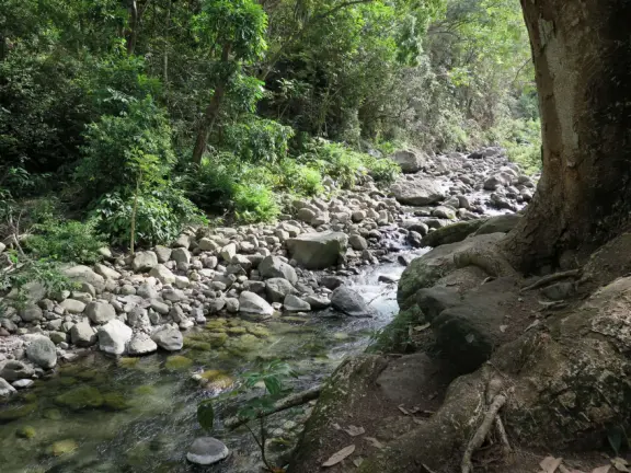 At Iao Valley State Park, the upper path takes you to views of Iao Needle, and the lower path takes you to a magical area by the stream with boulders and large tropical trees. Reservation required.