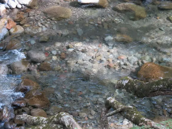 At Iao Valley State Park, the upper path takes you to views of Iao Needle, and the lower path takes you to a magical area by the stream with boulders and large tropical trees. Reservation required.