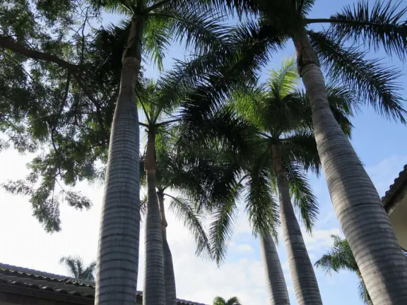 A ritzy mall with beautiful trees, public spaces, breezy restaurants, and a good coffee shop.