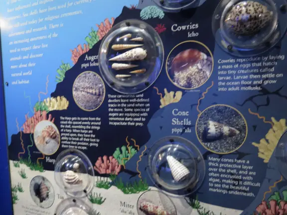 An excellent aquarium in a breezy, tropical setting at the harbor. Many interesting fish you haven't seen before!