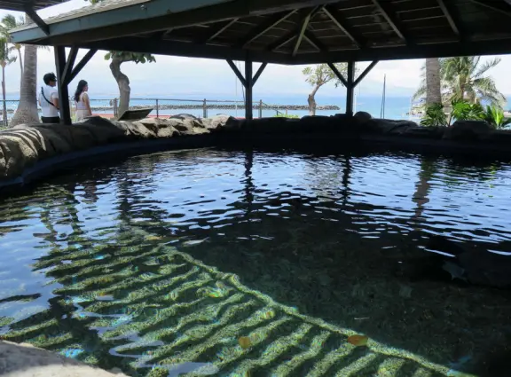 An excellent aquarium in a breezy, tropical setting at the harbor. Many interesting fish you haven't seen before!