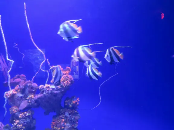 An excellent aquarium in a breezy, tropical setting at the harbor. Many interesting fish you haven't seen before!