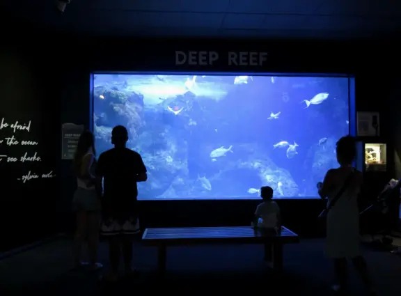 An excellent aquarium in a breezy, tropical setting at the harbor. Many interesting fish you haven't seen before!