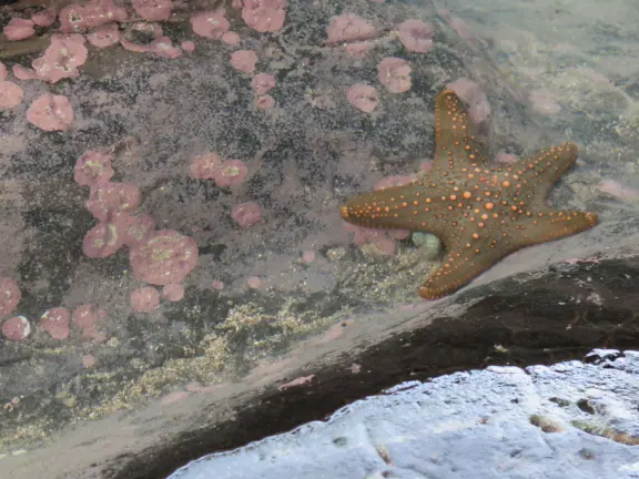 An excellent aquarium in a breezy, tropical setting at the harbor. Many interesting fish you haven't seen before!