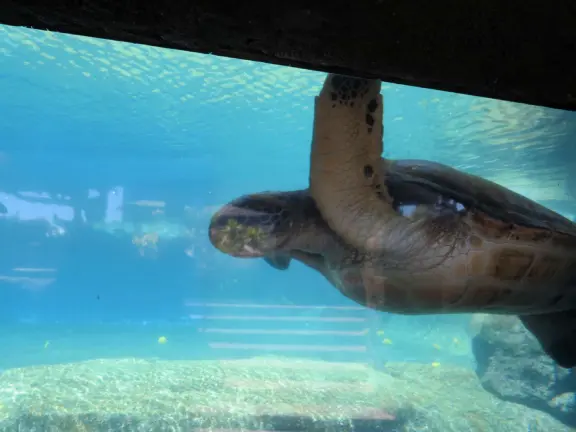 An excellent aquarium in a breezy, tropical setting at the harbor. Many interesting fish you haven't seen before!